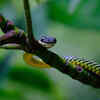 Paradise Flying Snake