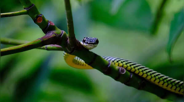 Paradise Flying Snake