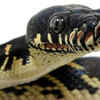 Boelen’s Python
