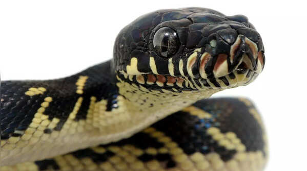 Boelen’s Python