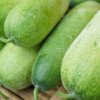 Winter melon 