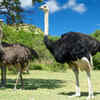 Ostrich