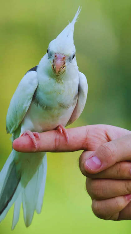 10 beautiful and intelligent birds to keep as pets