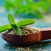 Tulsi