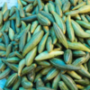 Pointed gourd (parwal) 