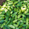 Ivy gourd (kundru) 