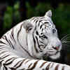Emirates Park Zoo & Resort