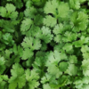 Fresh herbs like coriander and mint