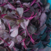 Amaranth (rajgira)