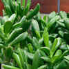 phenomenal lavender plants Phenomenal' Lavender main image 1
