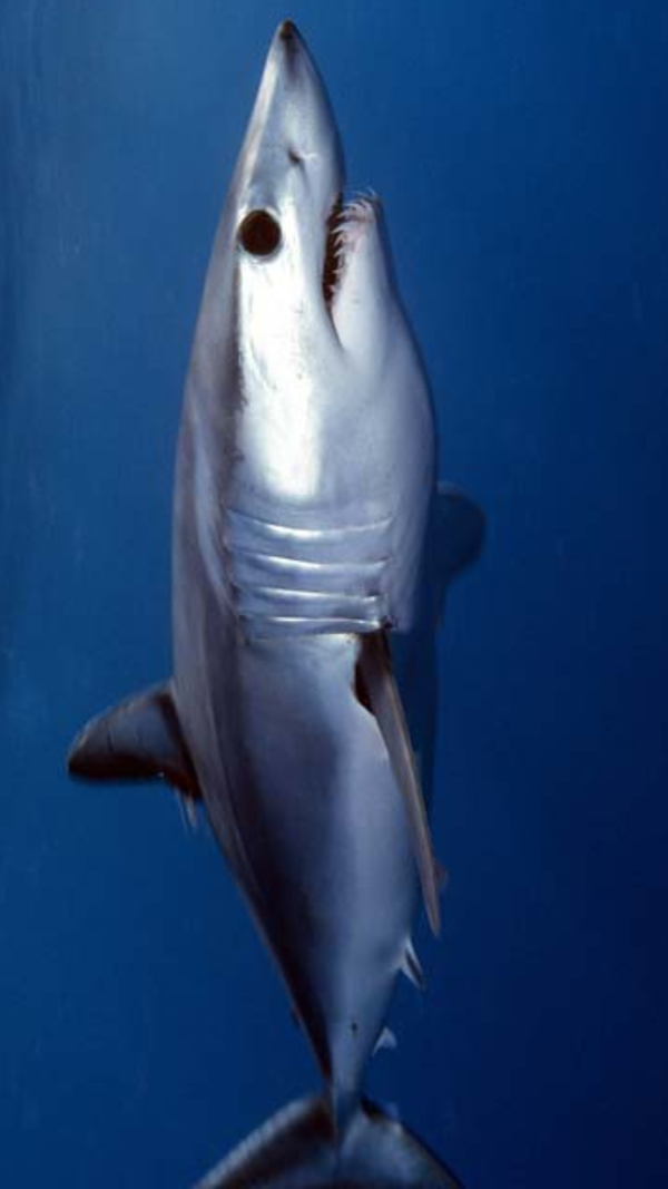 Mako Images
