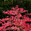 10 Most Expensive Trees in the World | Times of India
