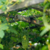 How to grow Bitter Gourd (Karela) from seed in the balcony garden | Times  of India