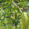 How to grow Bitter Gourd (Karela) from seed in the balcony garden | Times  of India