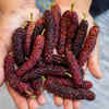 Mulberry