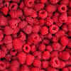 Raspberries