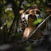 ‘One Destination, Three Forests’ initiative 