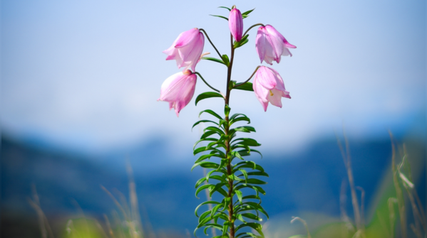 The Shirui Lily: Manipur’s rare treasure discovered in 1950