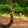 Nature's wonder