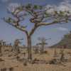 After the fall: A forest in decline