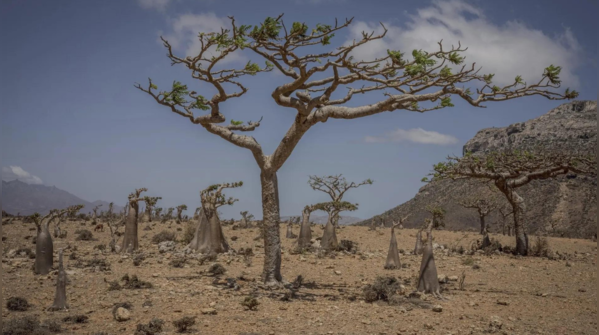 After the fall: A forest in decline