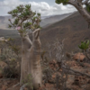 Life in bloom amid harshness