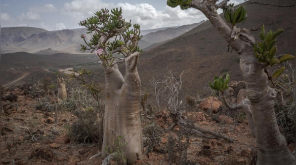 Life in bloom amid harshness
