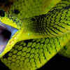 Beautiful snakes can also be dangerous