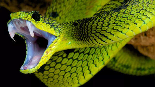 Beautiful snakes can also be dangerous