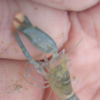 Article image for: <i class="tbold">pistol</i> Shrimp