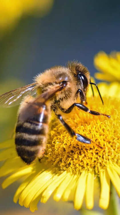 World Bee Day: 10 interesting facts to know about bee keeping