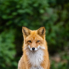 Article image for: <i class="tbold">fox</i>
