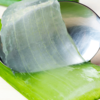 Aloe Vera’s benefits for your hair