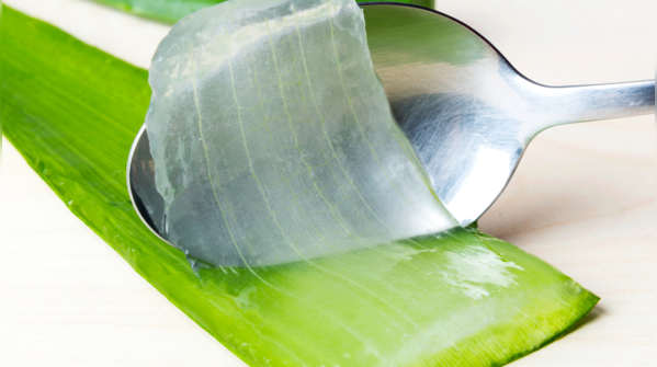 Aloe Vera’s benefits for your hair