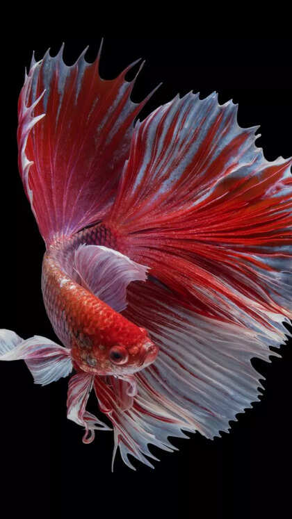 10 most beautiful freshwater aquarium fish for beginners
