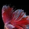 10 Most Colorful Freshwater Fish | Mandarin Fish, Beautiful Fish,