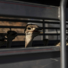 Emus in transit from Culiacán to Mazatlán