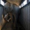 Elephant stands ready for transport