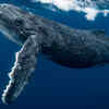 Blue whale