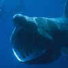 Basking shark