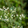 Feverfew