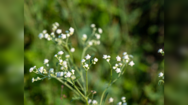 Feverfew