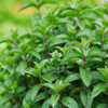 Peppermint