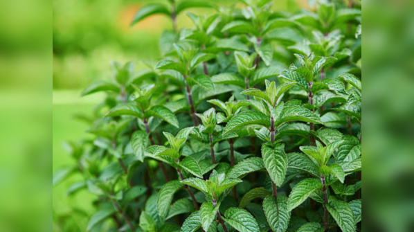 Peppermint
