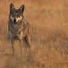 Delhi’s vanished wildlife legacy