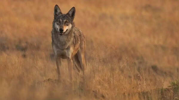 Delhi’s vanished wildlife legacy