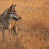 Could it have wandered in from nearby habitats?