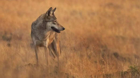 Could it have wandered in from nearby habitats?