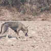 Morning walk turns into a rare wildlife encounter