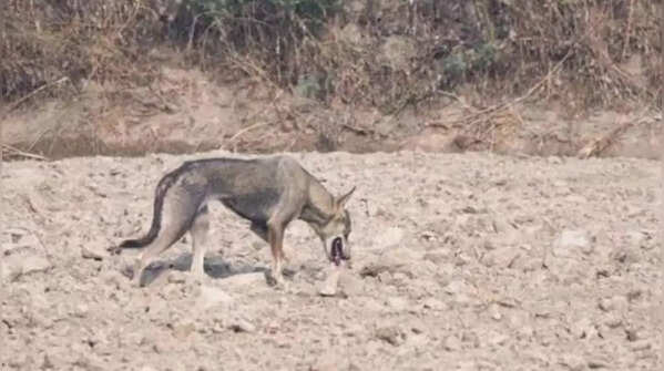 Morning walk turns into a rare wildlife encounter